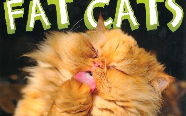 XXL: linksmas apvalučių kačiukų kalendorius (foto)