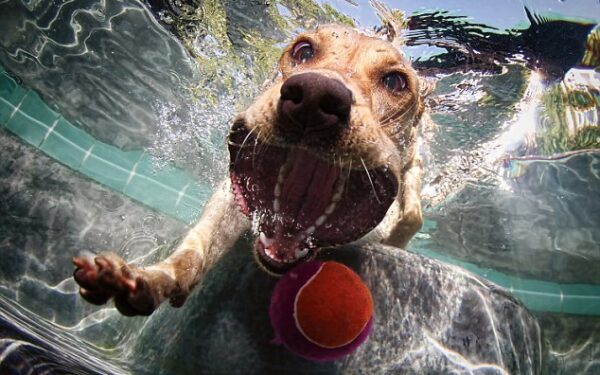 Ko tik nepadarysi dėl kamuoliuko… Povandeninė šunelių fotosesija (foto)