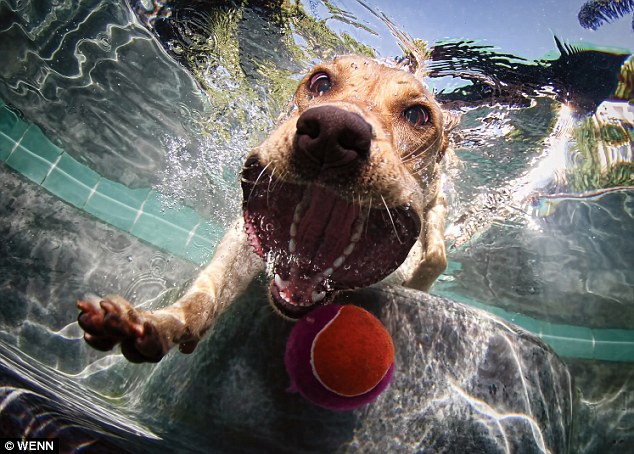 Ko tik nepadarysi dėl kamuoliuko... Povandeninė šunelių fotosesija (foto)