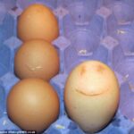 Pozityvu: višta deda besišypsančius kiaušinius
