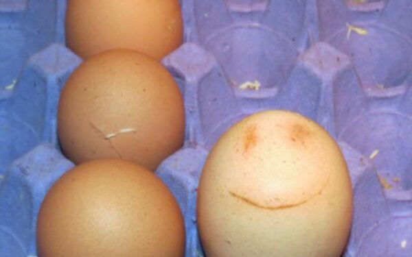 Pozityvu: višta deda besišypsančius kiaušinius