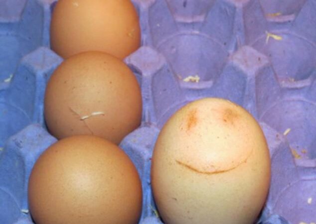 Pozityvu: višta deda besišypsančius kiaušinius