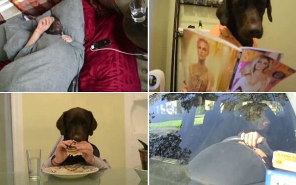 Šuniškas gyvenimas: video, kuriame labradoras pasineria į žmonių rutiną (video)