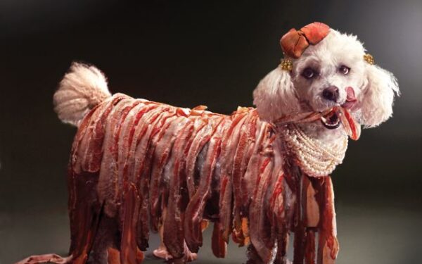 Pudelis matavosi Lady Gagos kostiumus (foto)