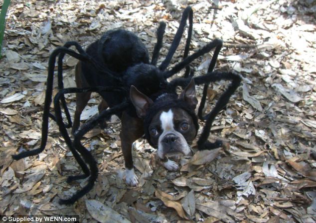 Kiaulės-voro pusbrolis šuo-voras ir kiti linksmi buldogės kostiumai (foto)