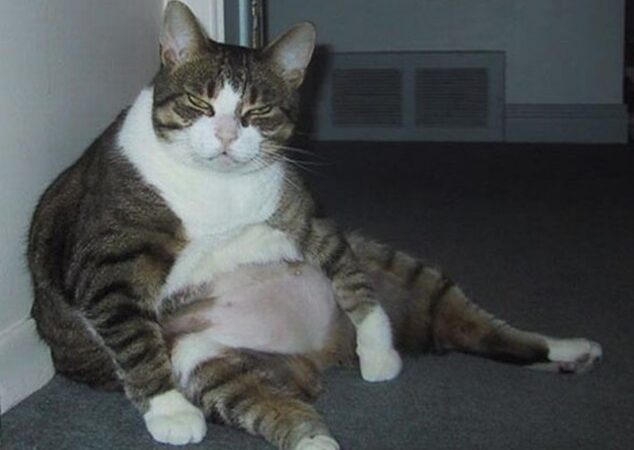 Didžiulį antsvorį turintys gyvūnai dalyvauja lieknėjimo projekte (foto)