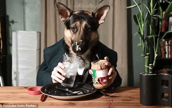 Video pusryčiai. Šunys demonstruoja puikias valgymo prie stalo manieras (video)