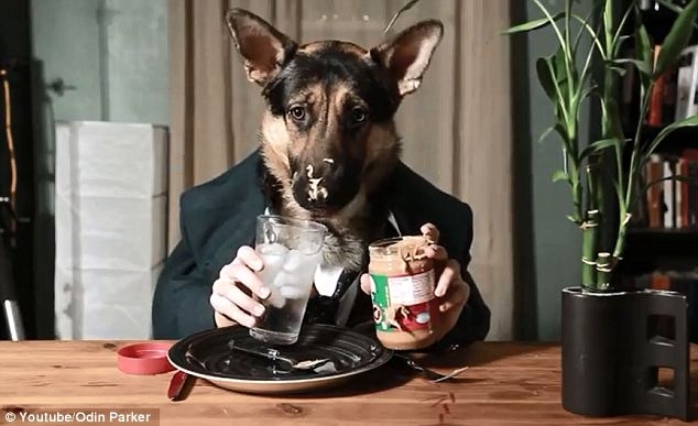 Video pusryčiai. Šunys demonstruoja puikias valgymo prie stalo manieras (video)