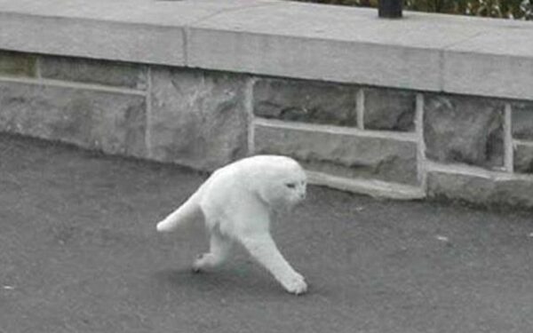 Nauja rūšis ar mokslinių eksperimentų pasekmė? „Puskatis“, užfiksuotas „Google Maps“ kamerų