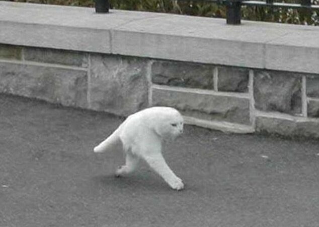 Nauja rūšis ar mokslinių eksperimentų pasekmė? „Puskatis“, užfiksuotas „Google Maps“ kamerų