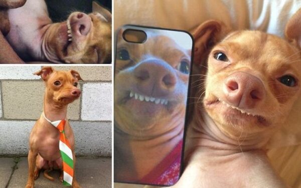 Juokingai atrodantis šunelis internetą užkariavo…vidiniu grožiu!