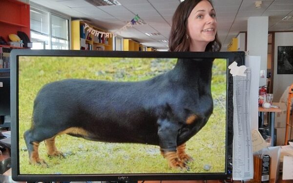 Dirbu kaip šuva – nauja interneto manija (foto)