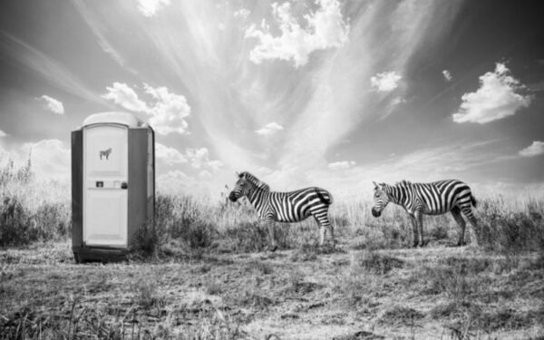 Dramblys-akrobatas, prie biotualetų laukiantys zebrai ir kitos nerealios Afrikos istorijos (foto)