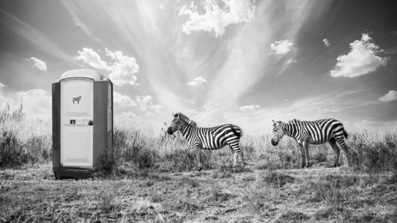 Dramblys-akrobatas, prie biotualetų laukiantys zebrai ir kitos nerealios Afrikos istorijos (foto)
