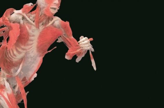 Į Lietuvą ateliauja populiariausia paroda pasaulyje „The Human Body Exhibition“