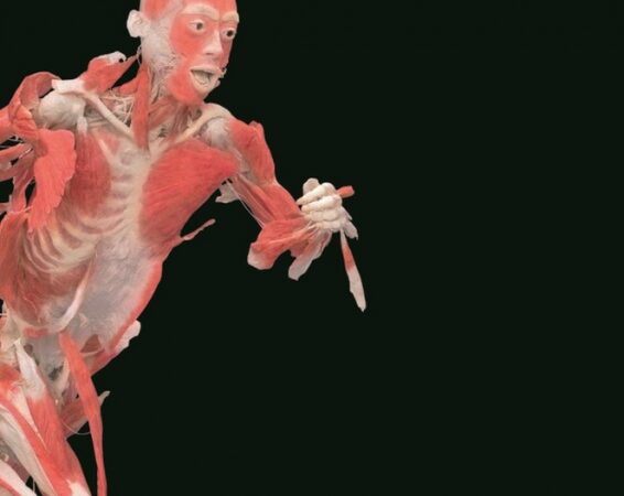 Į Lietuvą ateliauja populiariausia paroda pasaulyje „The Human Body Exhibition“