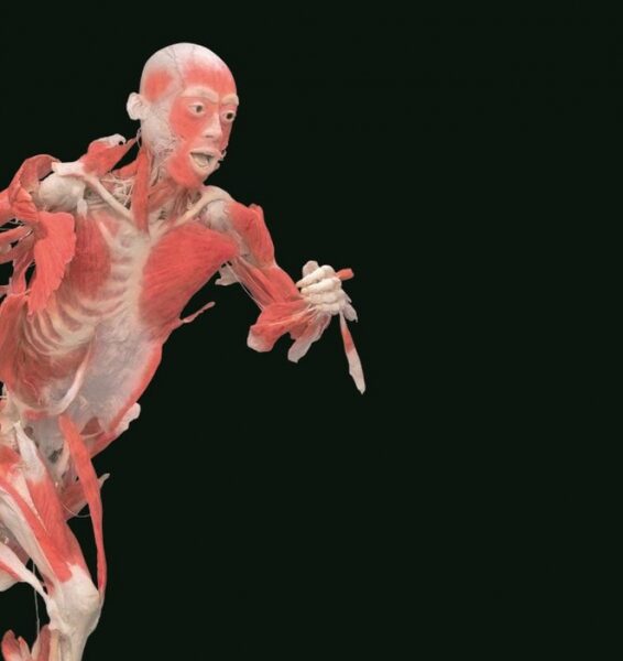 Į Lietuvą ateliauja populiariausia paroda pasaulyje „The Human Body Exhibition“