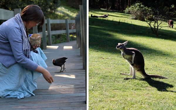 Australiškos Kalėdos kepinant saulei po papuošta palme (Foto, Interviu)