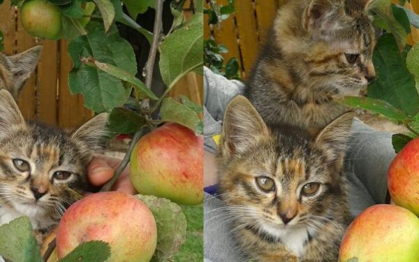 Globotinio pusryčiai: Avietė ir Aronija nori nerūpestingos vaikystės