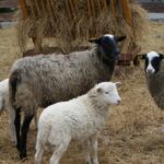 Prekybos miestelyje Kaune apsigyveno avys