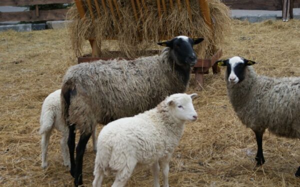 Prekybos miestelyje Kaune apsigyveno avys