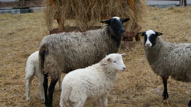 Prekybos miestelyje Kaune apsigyveno avys