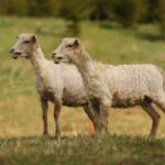 Siekiama išsaugoti seną ir itin retą baltišką avių veislę