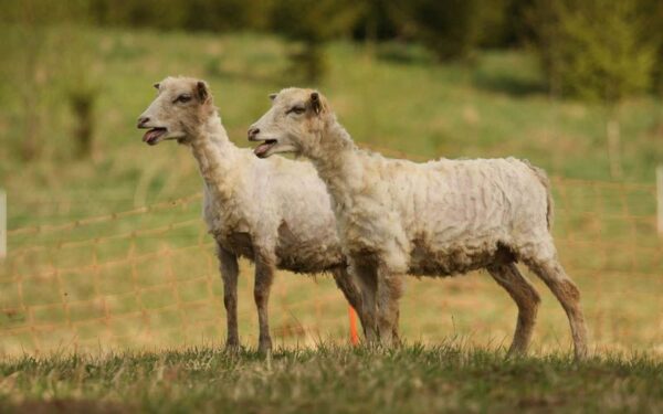 Siekiama išsaugoti seną ir itin retą baltišką avių veislę