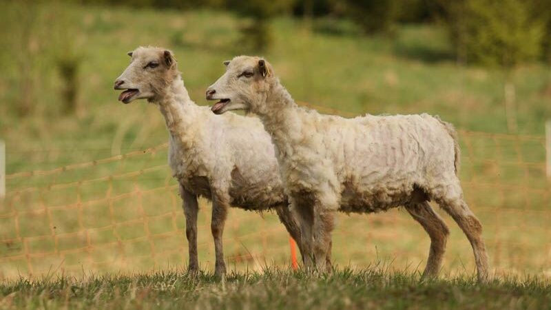 Siekiama išsaugoti seną ir itin retą baltišką avių veislę