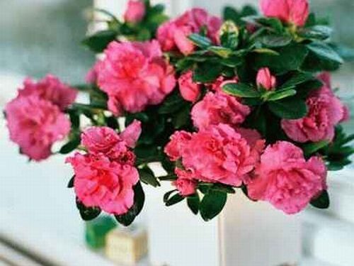 Kambarinės gėlės – ir puošia, ir gydo