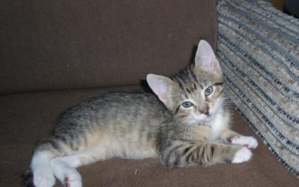 Globotinio pusryčiai: Tiksis Murkuolis ieško žmogaus, kuriam galėtų murkti