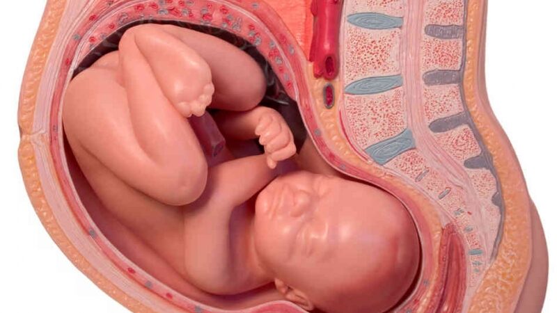 Įdomūs faktai apie placentą, arba valgyti ar ne?