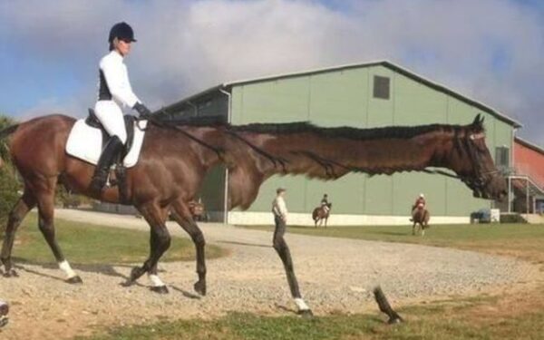 Panoraminių nuotraukų nesėkmės: dvigalvės pabaisos ir savarankiškai gyvenančios kūno dalys (II dalis, foto)