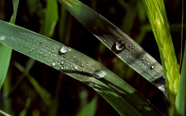 Natūralioji higiena: kaip galime sau padėti?