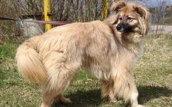 Globotinio pusryčiai: puošnioji Bagira ieško namų