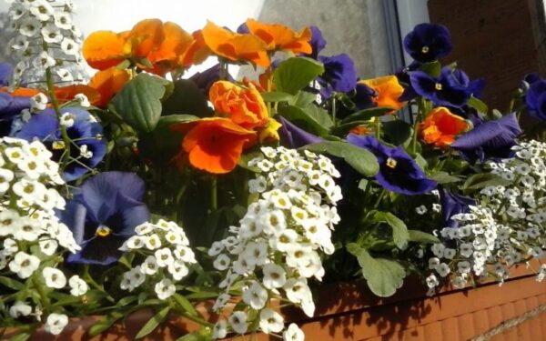 Kaip prižiūrėti balkonines gėles ir sukurti gražią kompoziciją?