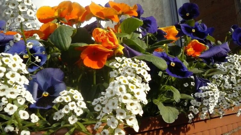 Kaip prižiūrėti balkonines gėles ir sukurti gražią kompoziciją?