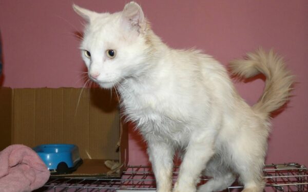 Globotinio pusryčiai. Baltutėlis švelnuolis Grafas ieško šeimininkų (foto)