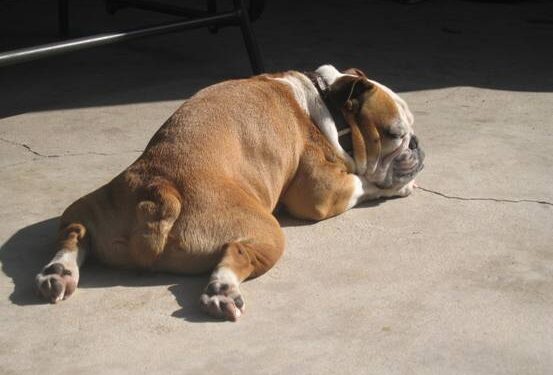 Antroje savaitės pusėje „čirškinsimės“ saulėje