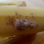 Bananai su nuodingų vorų kiaušinėliais privertė šeimą evakuotis (foto)