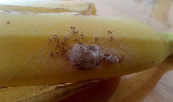 Bananai su nuodingų vorų kiaušinėliais privertė šeimą evakuotis (foto)