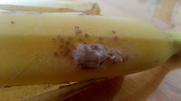 Bananai su nuodingų vorų kiaušinėliais privertė šeimą evakuotis (foto)