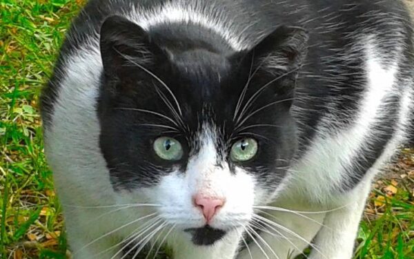 Globotinio pusryčiai: Bazilikas laukia gerbiančių gyvybę šeimininkų