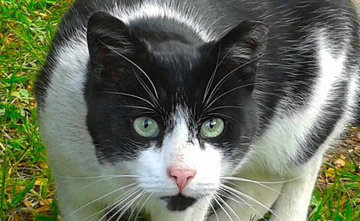 Globotinio pusryčiai: Bazilikas laukia gerbiančių gyvybę šeimininkų