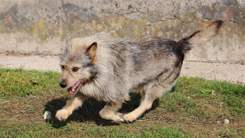 Globotinio pusryčiai: gerą nuotaiką dovanojantis Bazas