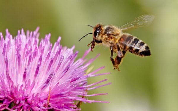 Pagalba įgėlus vabzdžiui