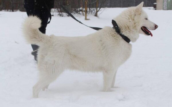 Globotinio pusryčiai: sniego pasaka Bela