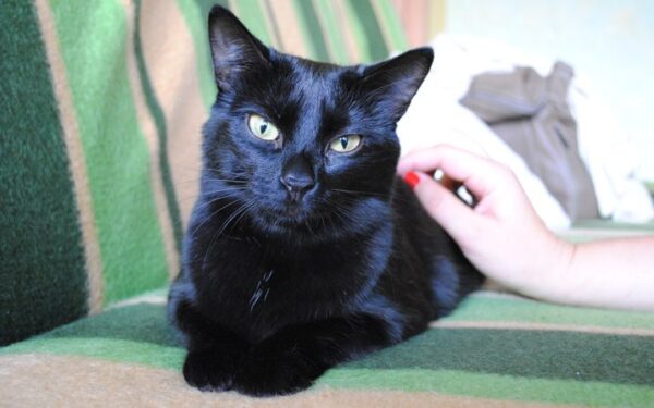 Globotinio pusryčiai. Katytė magišku žvilgsniu ieško namų (foto)