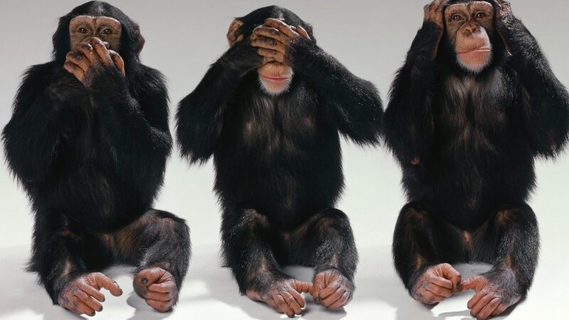 Faktų pusryčiai. 15 linksmų dalykų, kurių galbūt dar nežinojote apie gyvūnus…