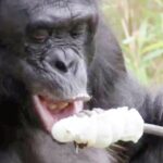 Neįtikėtinas vaizdelis: beždžionė užsikuria ugnį ir pasičirškina zefyrų (video)